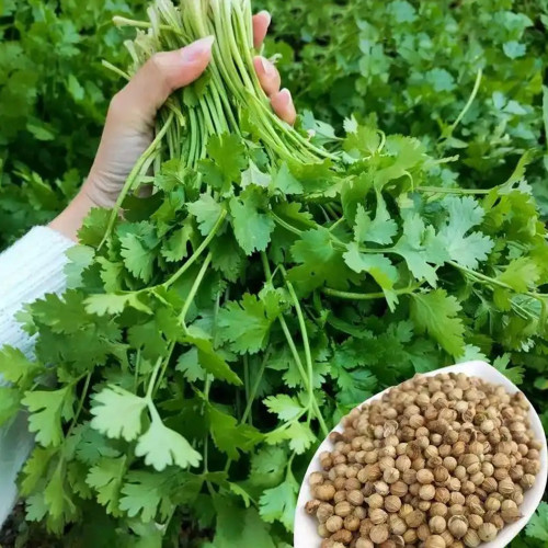 Authentic Shandong Coriander Seeds, Cold/Heat/Drought Resistant, Fast-Growing Herb, Strong Flavor & High Adaptability