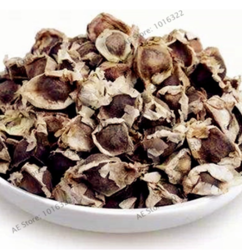 Moringa Flores Edible Plante Seed Potted Moringa Tree