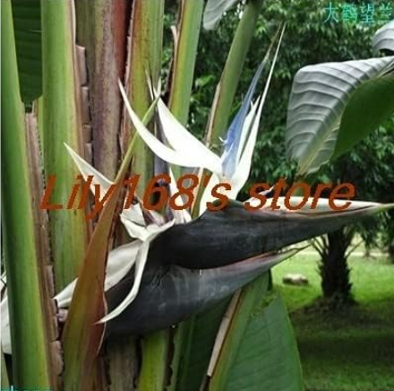 Strelitzia Reginae Seed Bird of Paradise Bonsai (Color: A3)