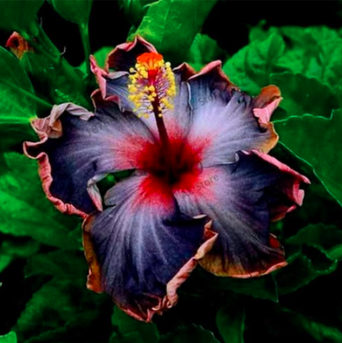 Dinnerplate Hibiscus Seed Perennial Flower (Color: 24)