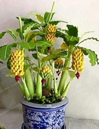 Potted Banana Se.ed Organic Fruit Seeds Dwarf Banana Plant