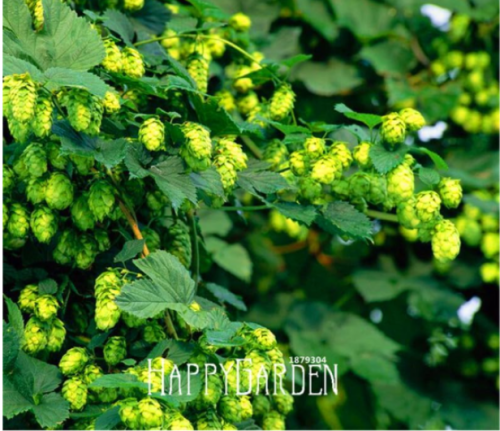 Humulus lupulus Seeds Brew Your OWN Beer #A09ST9