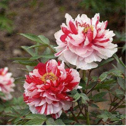 Mixed Colors Tree Peony Flower Seeds - (Color: 6)
