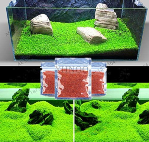 Featured Aquarium Plant Seed Ornamentals Lanscape for - (Color: Big Leaf)