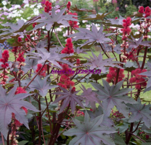 Castor Oil - Castor Bean,Ricinus communis Seed Potted -