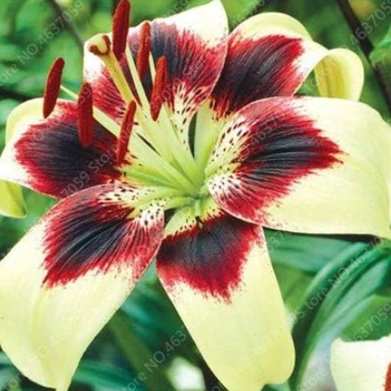 Amaryllis Flower Potted Barbados Lily Seeds (Color: 12)