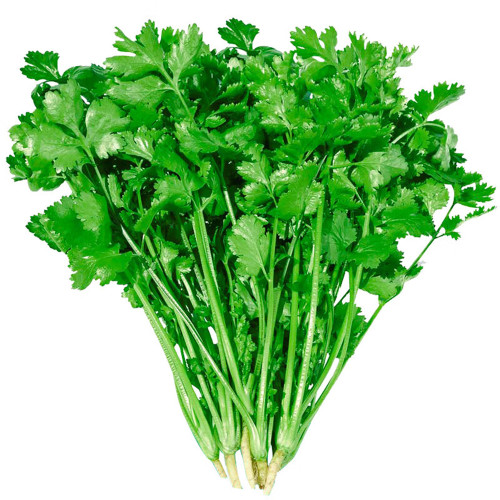 Farmer's Small-Leaf Cilantro Seeds, Cold/Heat/Drought Resistant, Dwarf Variety, Deep Green Serrated Leaves