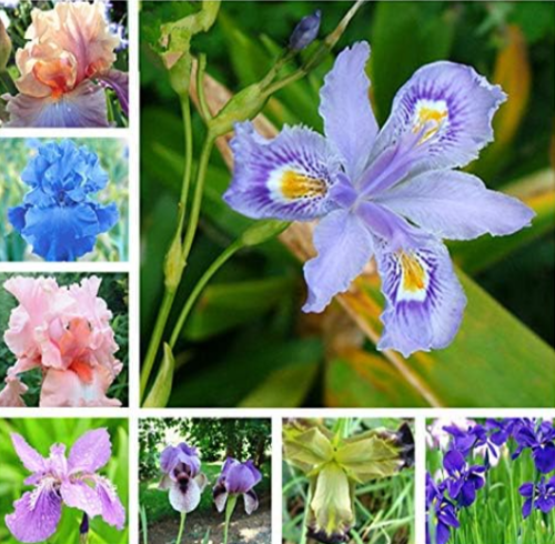 Iris Flower Seeds Perennial Rare Bearded Iris Outdoor Potted (Color: mixed)