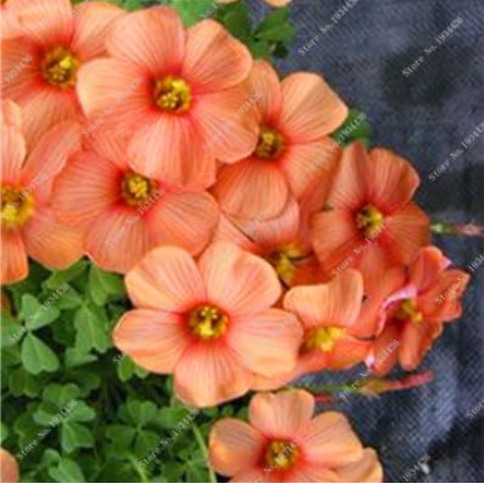 Red Oxalis Versicolor Flowers Seeds (Color: 22)