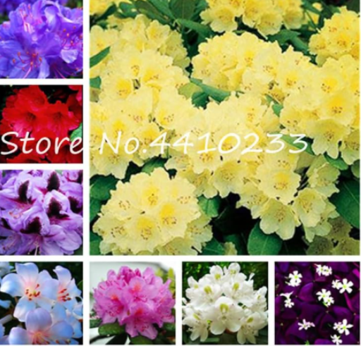 Rare Colorful Azalea Rhododendron Plants Potted Seeds (Color: o)