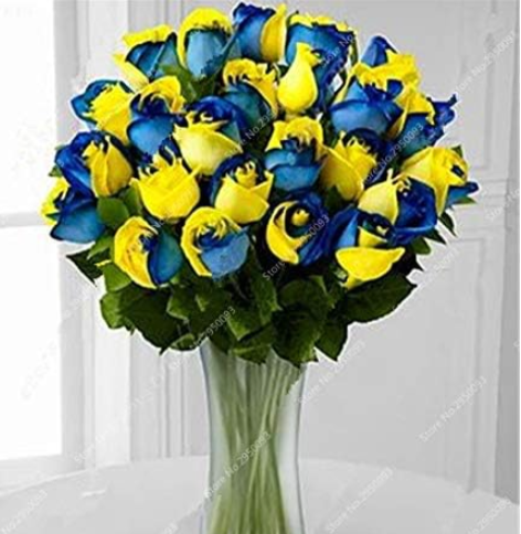 Holland Rose Indoor Perennial Indoor Seed (Color: 5)