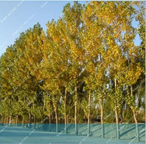 Poplar Seeds Beautiful Foilage Plant Tree Poplar Chinese Seed