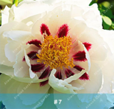 Chinese Peony Tree Seeds Perennial Plant