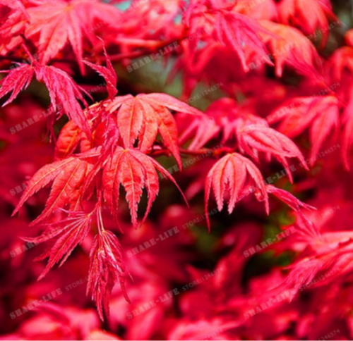 Japanese Red Ghost Maple Tree Seeds Acer palmatum atropurpureum
