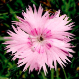 Multicolored Carnation Plant Dianthus Barbatus Plant Flower Seeds (Color: 12)