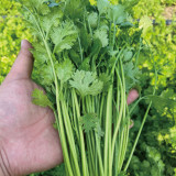 Heat-Tolerant Cilantro Seeds, Fast-Growing, Bolt-Resistant with Rich Aroma, High-Yield & Disease-Resistant Variety