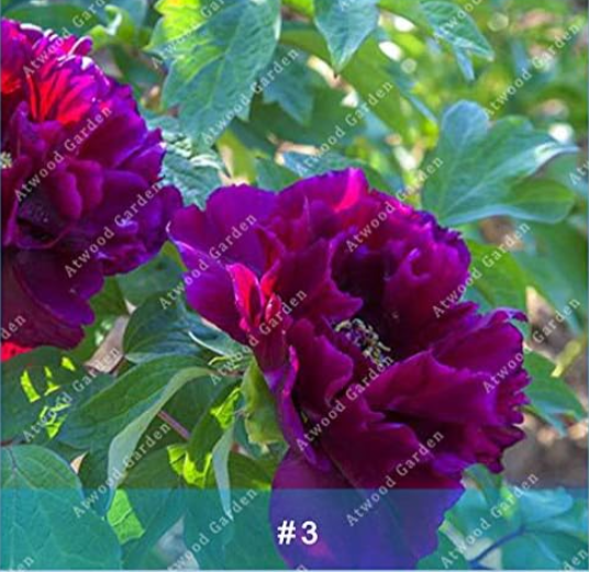 Chinese Peony Tree Seeds Perennial Plant
