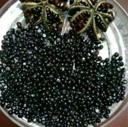 Fresh Paeonia lactiflora Semillas Seeds (Color: 10)