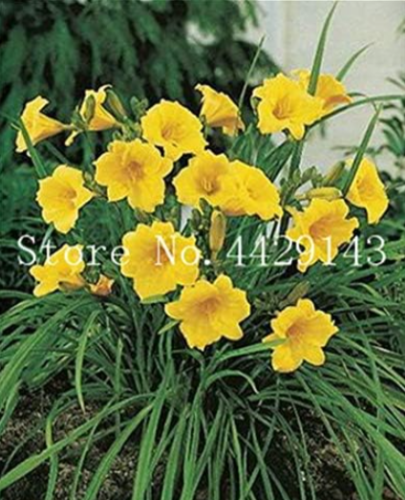 Holland Rainbow Daylily Seeds Rare Day Lily Flower (Color: 16)