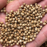 Heat-Tolerant Cilantro Seeds, Fast-Growing, Bolt-Resistant with Rich Aroma, High-Yield & Disease-Resistant Variety