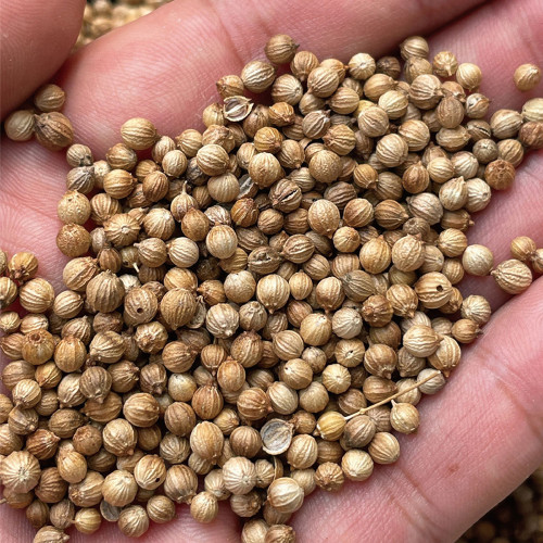 Heat-Tolerant Cilantro Seeds, Fast-Growing, Bolt-Resistant with Rich Aroma, High-Yield & Disease-Resistant Variety