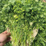 Heat-Tolerant Cilantro Seeds, Fast-Growing, Bolt-Resistant with Rich Aroma, High-Yield & Disease-Resistant Variety