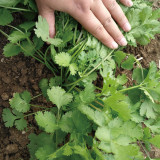Heat-Tolerant Cilantro Seeds, Fast-Growing, Bolt-Resistant with Rich Aroma, High-Yield & Disease-Resistant Variety