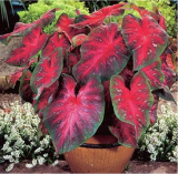 Colorful ShadeLoving Caladium Indoor Plant Seeds