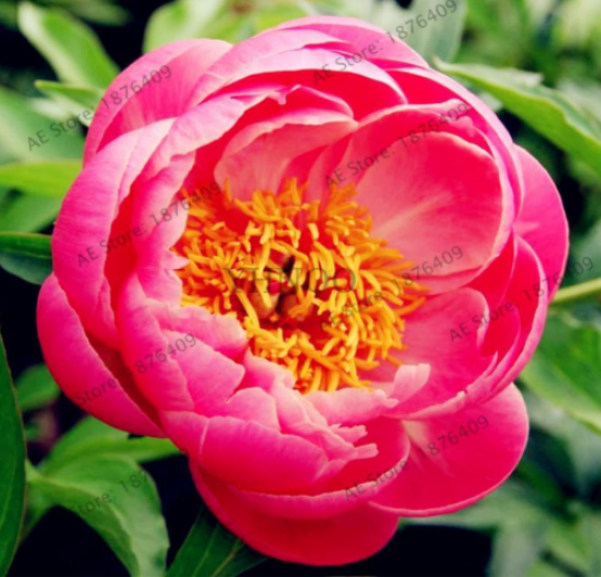 Rare Perennial Peony Flower Tree Seeds (Color: 8)