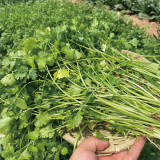 Heat-Tolerant Cilantro Seeds, Fast-Growing, Bolt-Resistant with Rich Aroma, High-Yield & Disease-Resistant Variety