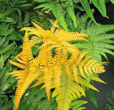Japanese Rare Creeper Boston Fern Seed (Color: Multi-Colored)
