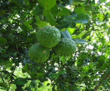 Lemon Fruit Seeds Kaffir Lime Leech Balcony Patio Potted Fruit Trees