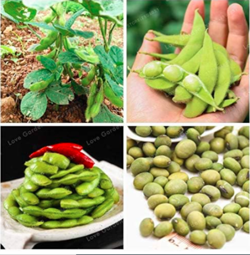 Soybean Seed Rare Heirloom Organic Vegetable Seed
