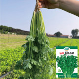 Heat-Tolerant Cilantro Seeds, Fast-Growing, Bolt-Resistant with Rich Aroma, High-Yield & Disease-Resistant Variety