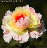 Paeonia Lactiflora Seed Rare Seed Peony Tree (Color: 13)