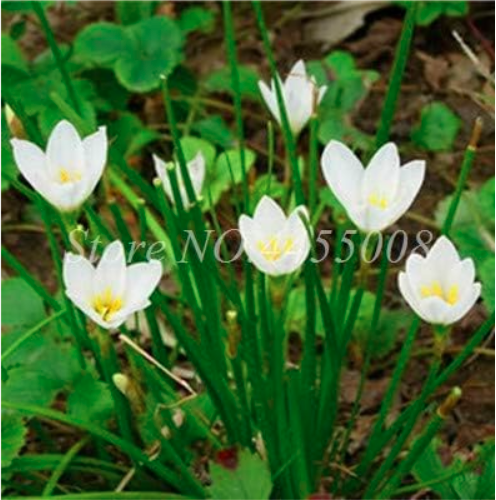Zephyranthes Candida Seed (onion Orchid) Mini Zephyr Lily (Color: 9)
