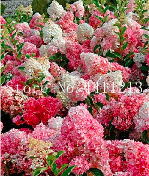 Hydrangea paniculata 'Vanilla Fraise' Seeds (Color: 3)