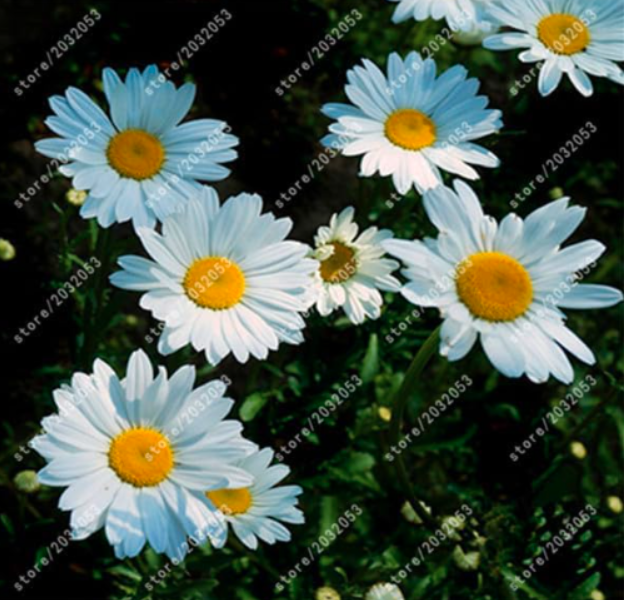 Pyrethrum Seeds Insect Repellent Grass Insecticide Flower Seed for Home Garden