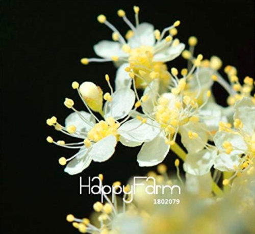 Meadowsweet Seed Plants Easy Grow floresling for Home & Garden