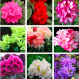 Rhododendron Flower Seeds (Color: Mix)