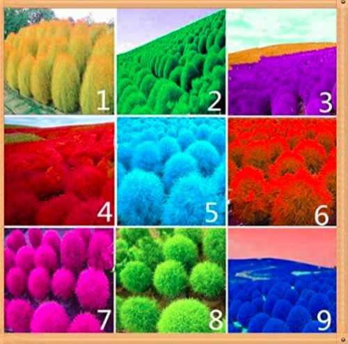 Burning Bush Kochia scoparia Seeds Red Garden Ornamental - (Color: Mix)