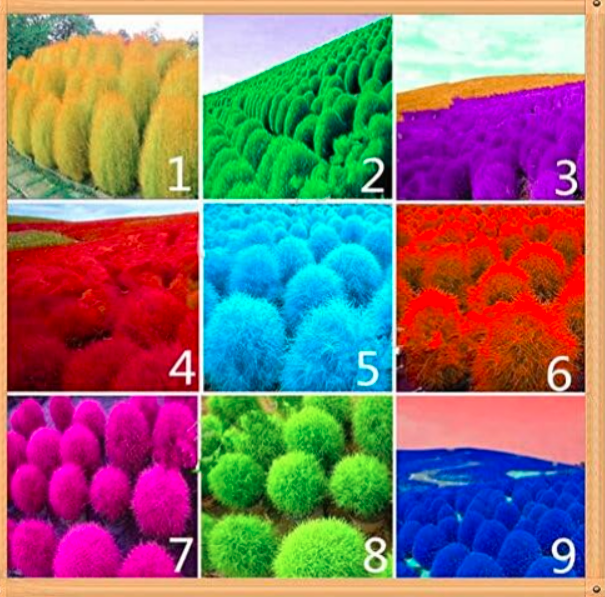 Burning Bush Kochia scoparia Seeds Red Garden Ornamental - (Color: Mix)