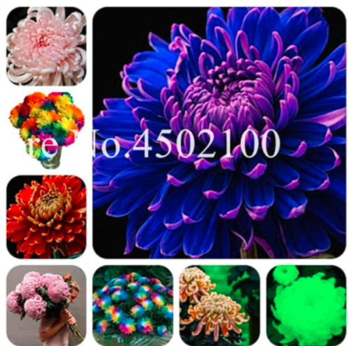 Chinese Mum Flower Seeds Rare Perennial Chrysanthemum (Color: mixed)