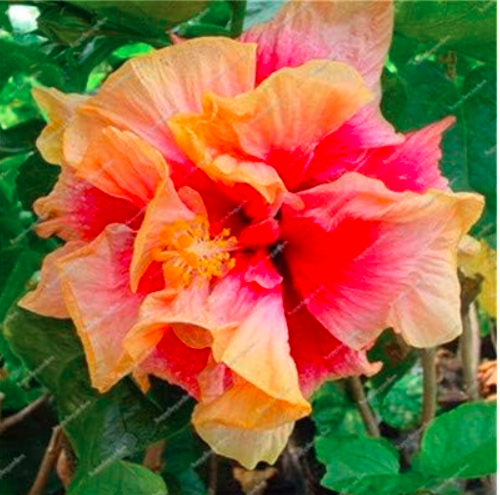 Multifarious Giant Hibiscus Flower Seed Potted Hibiscus (Color: 22)