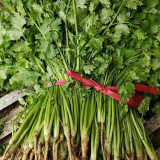 Large-Leaf Coriander Seeds, Premium Cilantro Seeds, Disease Resistant, High-Yield, Rich Fragrance
