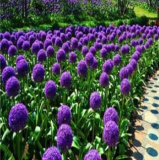 A Set Allium giganteum Flower Bulb - (Color: 1)