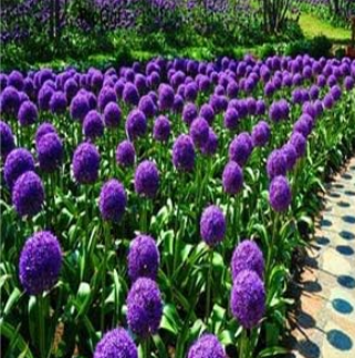 A Set Allium giganteum Flower Bulb - (Color: 1)