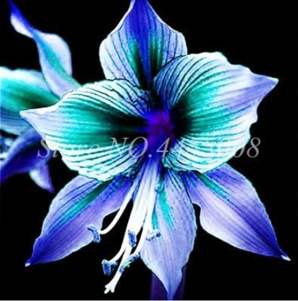 Amaryllis Flower Seeds Barbados Lily Flower (Color: 20)