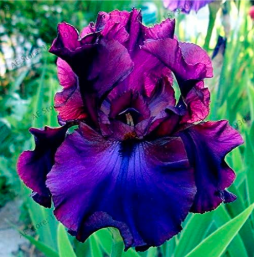 Iris Orchid Flower Seeds (Color: 9)