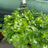 Large-Leaf Coriander Seeds, Premium Cilantro Seeds, Disease Resistant, High-Yield, Rich Fragrance